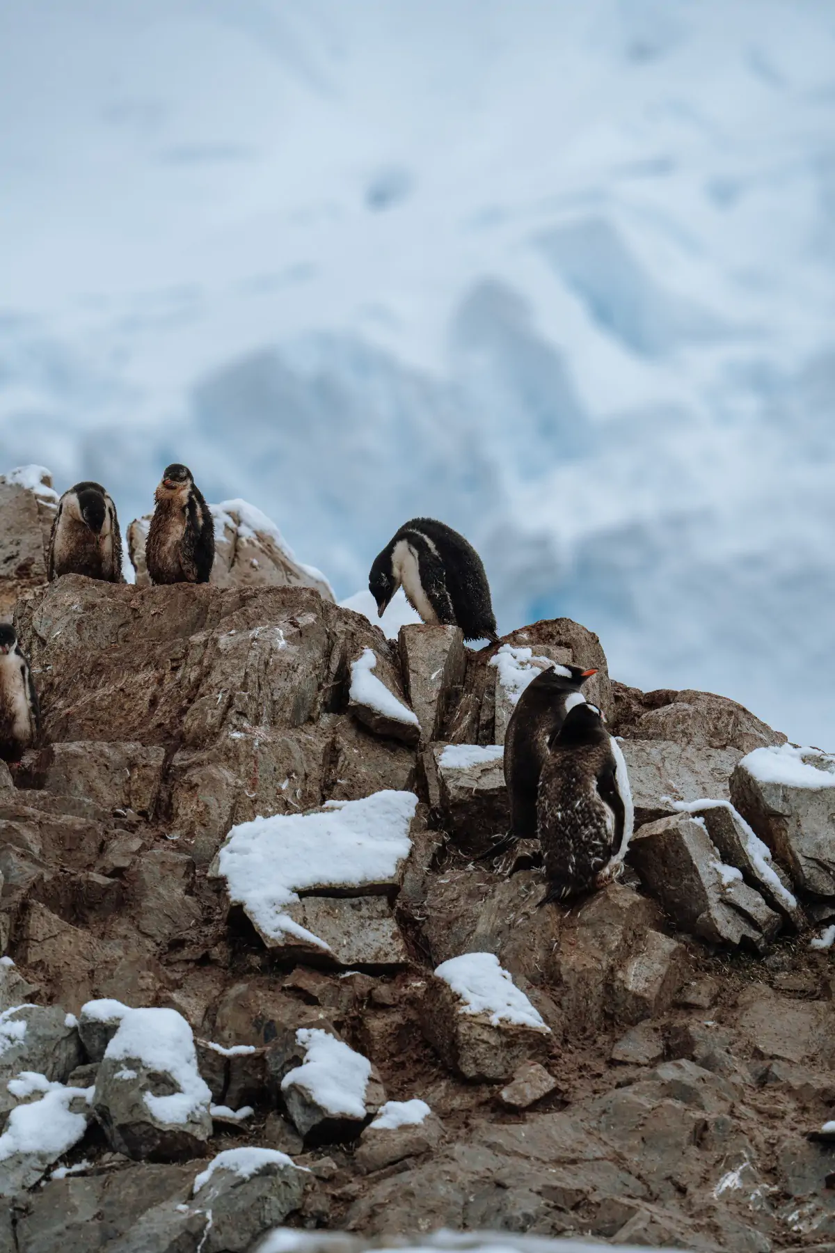 День 7-8. Фауна Антарктиды